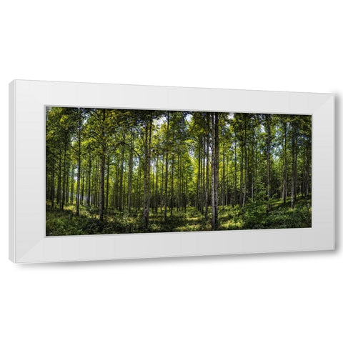 Tree Plantation White Modern Wood Framed Art Print by Lee, Rachel