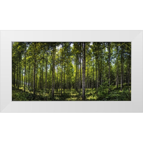 Tree Plantation White Modern Wood Framed Art Print by Lee, Rachel