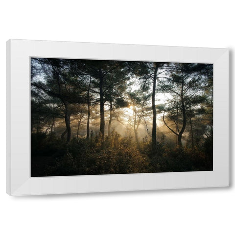 Tree Sunset 3 White Modern Wood Framed Art Print by Lee, Rachel