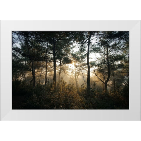 Tree Sunset 3 White Modern Wood Framed Art Print by Lee, Rachel