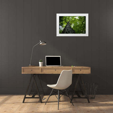 Trees 1 White Modern Wood Framed Art Print by Lee, Rachel
