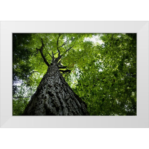 Trees 1 White Modern Wood Framed Art Print by Lee, Rachel