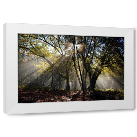 Trees 17 White Modern Wood Framed Art Print by Lee, Rachel
