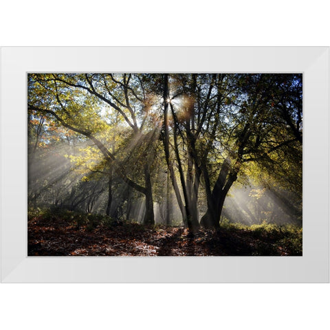 Trees 17 White Modern Wood Framed Art Print by Lee, Rachel