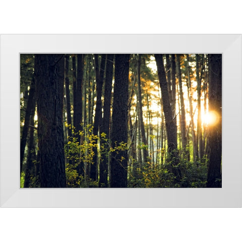 Trees 19 White Modern Wood Framed Art Print by Lee, Rachel