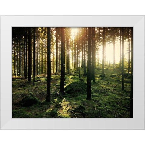Trees 20 White Modern Wood Framed Art Print by Lee, Rachel