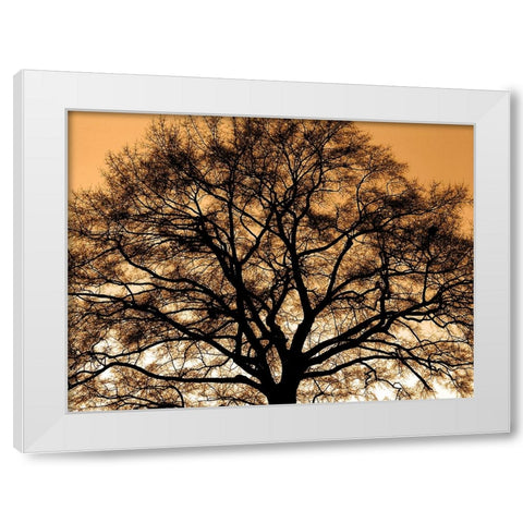 Trees 35 White Modern Wood Framed Art Print by Lee, Rachel
