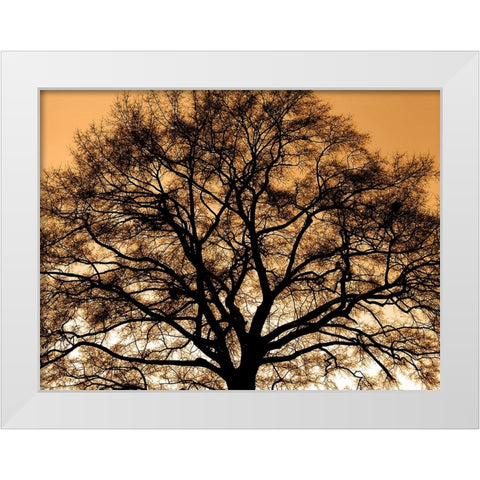 Trees 35 White Modern Wood Framed Art Print by Lee, Rachel