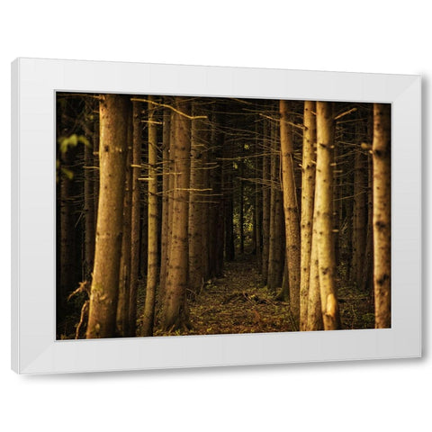 Trees 39 White Modern Wood Framed Art Print by Lee, Rachel