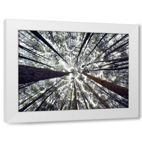 Trees 48 White Modern Wood Framed Art Print by Lee, Rachel