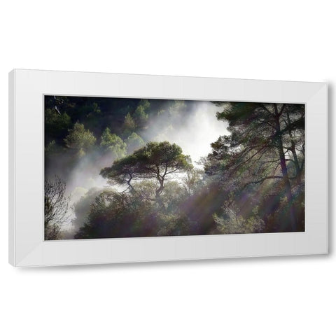 Trees 5 White Modern Wood Framed Art Print by Lee, Rachel