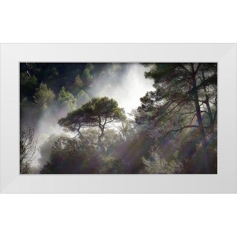 Trees 5 White Modern Wood Framed Art Print by Lee, Rachel