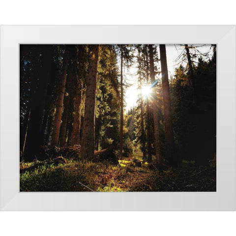 Trees 69 White Modern Wood Framed Art Print by Lee, Rachel
