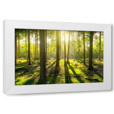 Trees 81 White Modern Wood Framed Art Print by Lee, Rachel