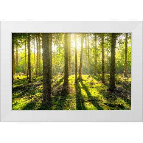 Trees 81 White Modern Wood Framed Art Print by Lee, Rachel