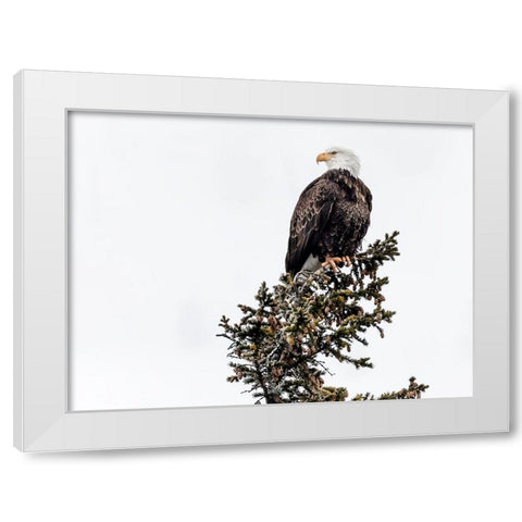 Wildlife 15 White Modern Wood Framed Art Print by Lee, Rachel
