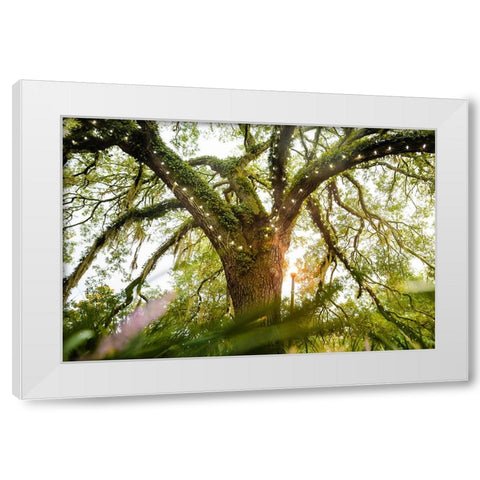 Live Oak Dance White Modern Wood Framed Art Print by Malone, Will