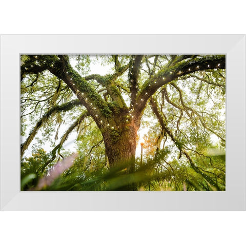 Live Oak Dance White Modern Wood Framed Art Print by Malone, Will
