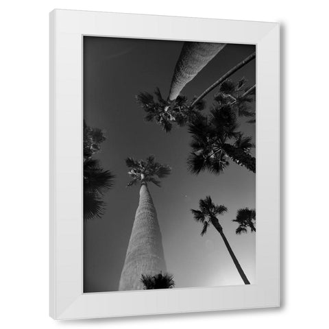 Monochrome Palms White Modern Wood Framed Art Print by Malone, Will
