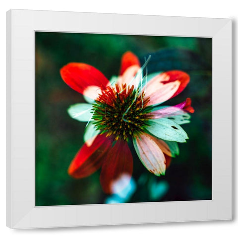 A New Flower White Modern Wood Framed Art Print by Malone, Will