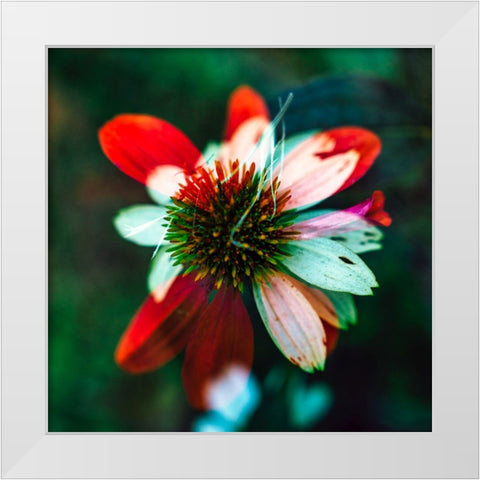 A New Flower White Modern Wood Framed Art Print by Malone, Will