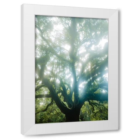 Dream Tree White Modern Wood Framed Art Print by Malone, Will