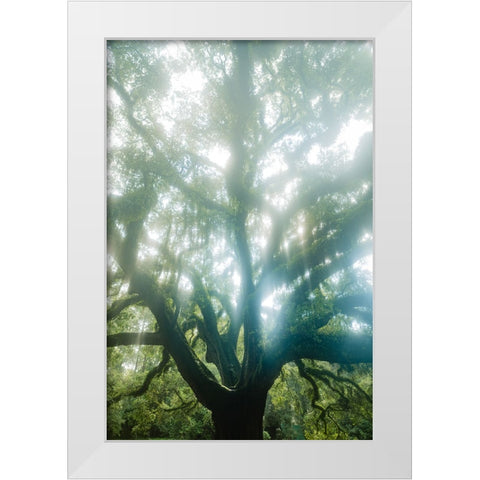 Dream Tree White Modern Wood Framed Art Print by Malone, Will