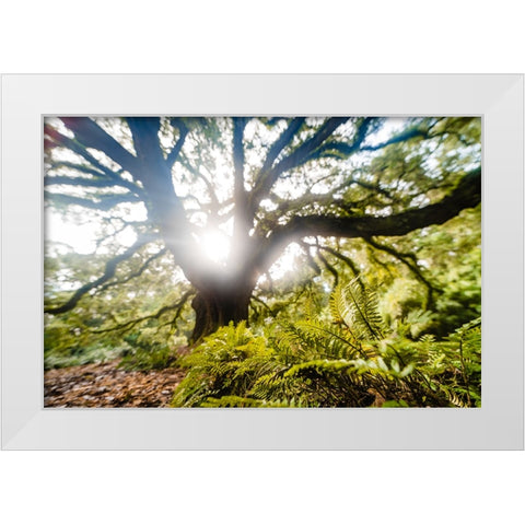 Dream Tree Fern  White Modern Wood Framed Art Print by Malone, Will