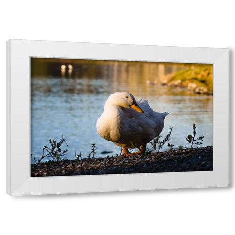 Duck of Lake Ella  White Modern Wood Framed Art Print by Malone, Will