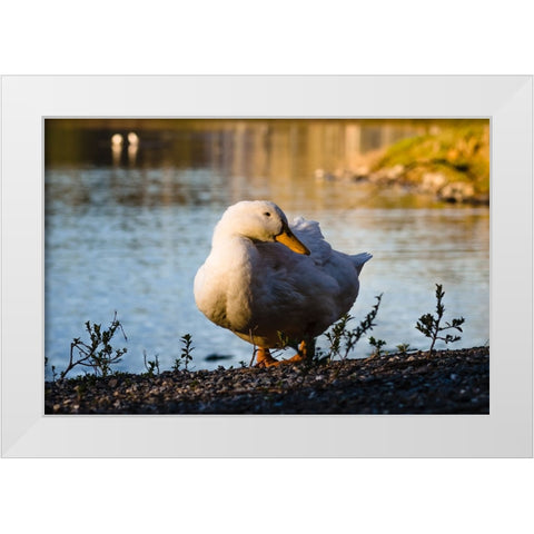 Duck of Lake Ella  White Modern Wood Framed Art Print by Malone, Will