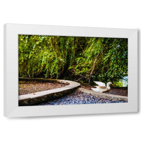 Duck of Lake Ella 2 White Modern Wood Framed Art Print by Malone, Will