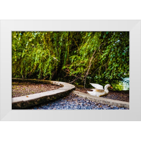 Duck of Lake Ella 2 White Modern Wood Framed Art Print by Malone, Will