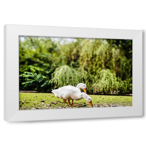 Duck of Lake Ella 3 White Modern Wood Framed Art Print by Malone, Will