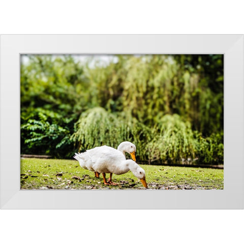 Duck of Lake Ella 3 White Modern Wood Framed Art Print by Malone, Will