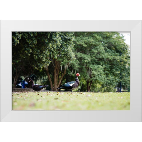 Duck of Lake Ella 4 White Modern Wood Framed Art Print by Malone, Will