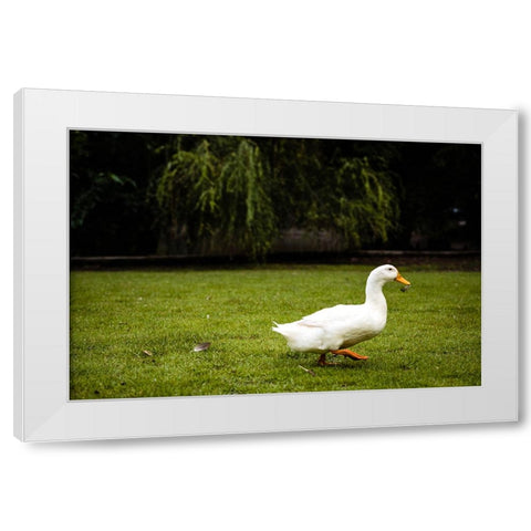 Duck of Lake Ella 5 White Modern Wood Framed Art Print by Malone, Will