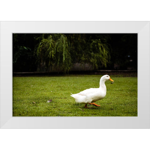 Duck of Lake Ella 5 White Modern Wood Framed Art Print by Malone, Will
