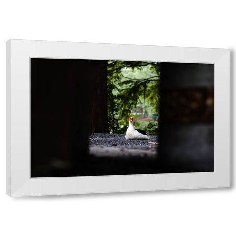 Duck of Lake Ella 6 White Modern Wood Framed Art Print by Malone, Will