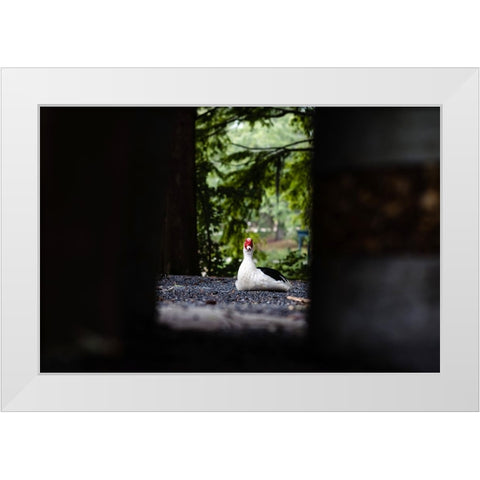 Duck of Lake Ella 6 White Modern Wood Framed Art Print by Malone, Will