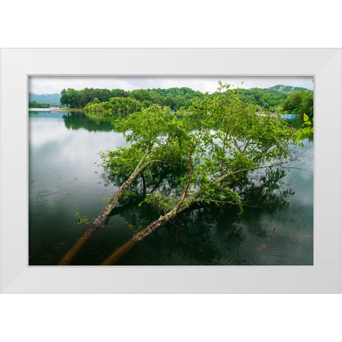 Fallen White Modern Wood Framed Art Print by Malone, Will