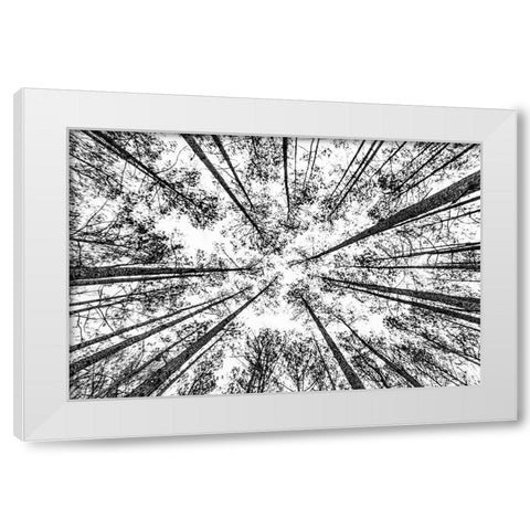 The Pines White Modern Wood Framed Art Print by Malone, Will