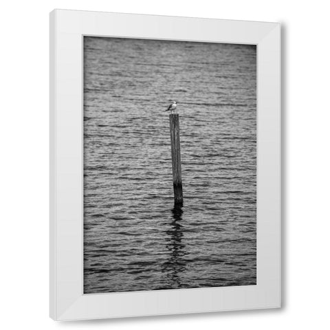 Seagull Hangout 2 White Modern Wood Framed Art Print by Malone, Will