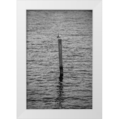 Seagull Hangout 2 White Modern Wood Framed Art Print by Malone, Will