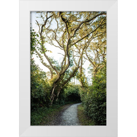 Pathway White Modern Wood Framed Art Print by Malone, Will