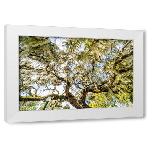 Spanish Moss White Modern Wood Framed Art Print by Malone, Will