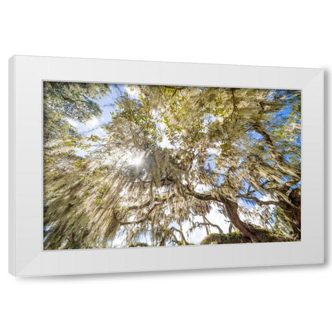 Spanish Moss 2 White Modern Wood Framed Art Print by Malone, Will
