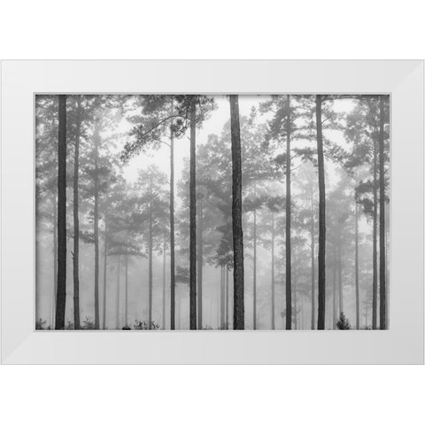 Fog White Modern Wood Framed Art Print by Malone, Will