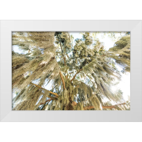 Spanish Moss 3 White Modern Wood Framed Art Print by Malone, Will
