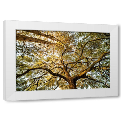 Canopy White Modern Wood Framed Art Print by Malone, Will