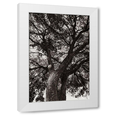 Sepia Tree White Modern Wood Framed Art Print by Malone, Will